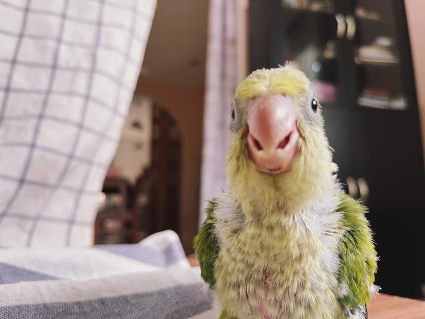 นกแก้วม้องค์ Green opaline