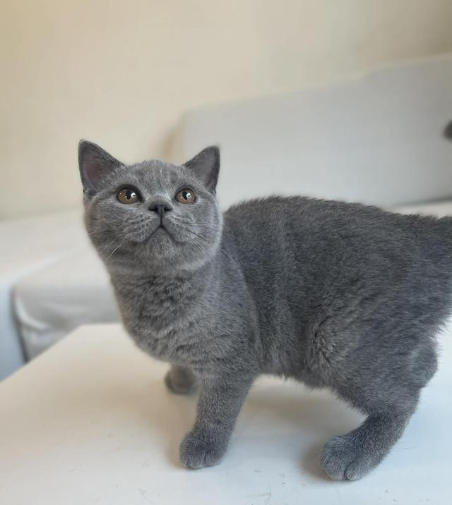 British Shorthair WCF ดช รูปที่ 2