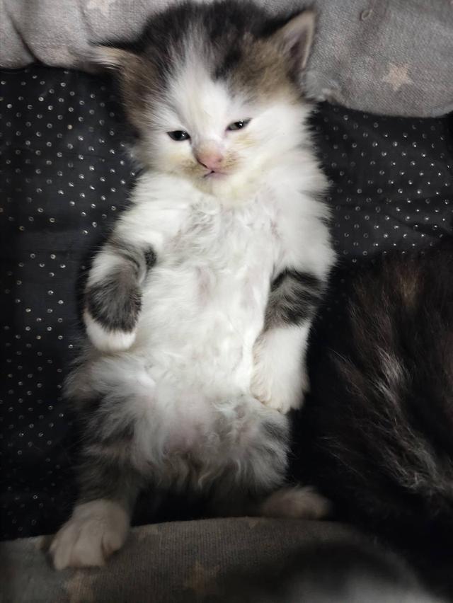 น้องเป็นลูกแมวเปอร์เซียแท้เพศชาย ไม่มีมัดจำเน้นส่งถึงมือเก็บปลายทาง น้องทานอาหารเม็ดเข้ากะบะทรายได้แล้ว พร้อมย้ายบ้าน – 3,000 บาท     3