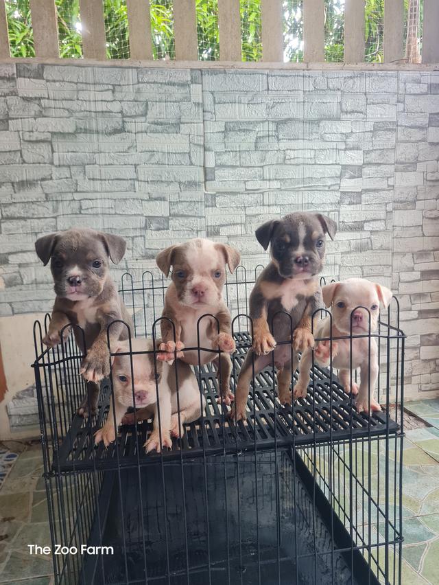 ลูก  Exotic Bully  3