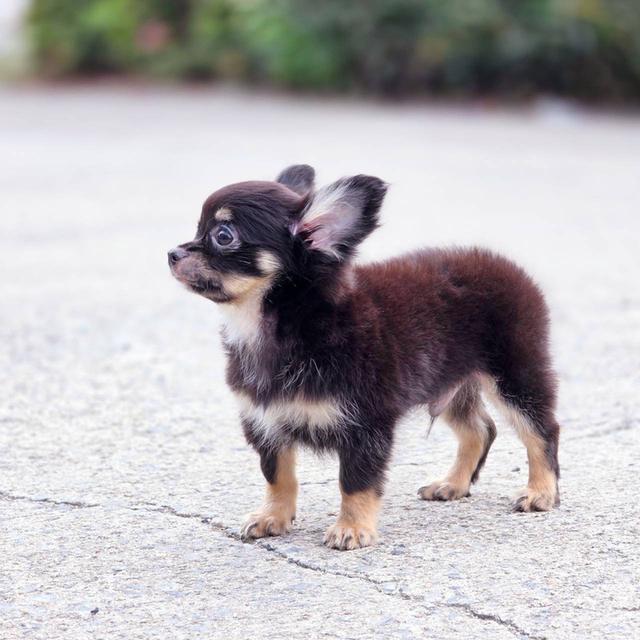 ชิวาวาแท้ขนยาว สีแบล็คแทน ผู้ พิกัดรามอินทรา 12