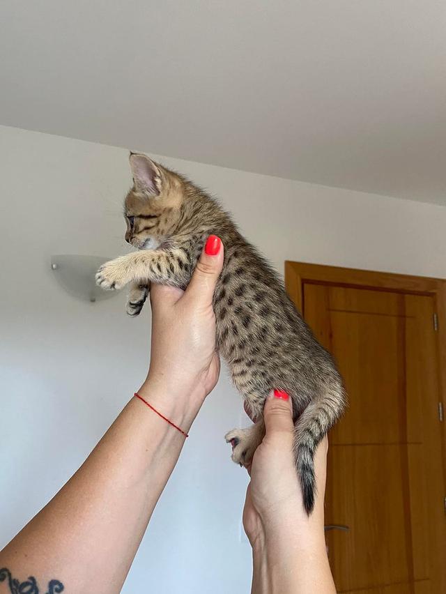 savannah kittens WhatsApp me : +66 63 826 3042