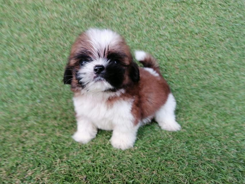 ชิสุห์ทอยเเท้ เพศผู้ พร้อมย้าย