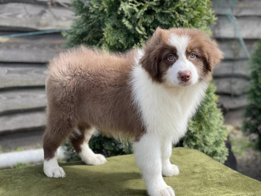 Australian shepherd puppies |  WhatsApp me : +66 63 826 3042