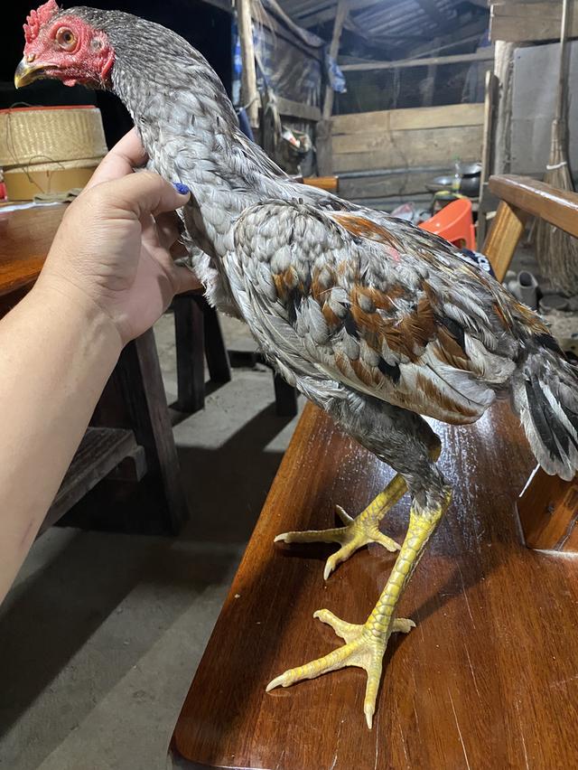 ไก่ชนสายพันธู์ต่างๆcicken รูปที่ 2