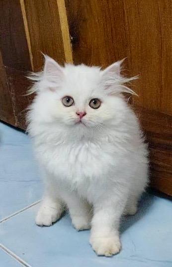 พร้อมย้ายบ้าน เปอร์เซียแท้สายตรง ขาวตาฟ้า/เหลือง  หน้าตุ๊กตา หน้าบี้หน้าหล่น เปิดกล้องดูได้