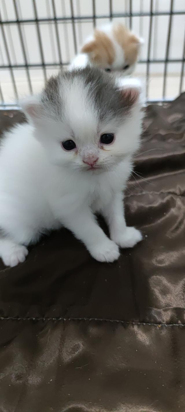 เปิดจองสกอตทิศ ตัวน้อยจ้า รูปที่ 3