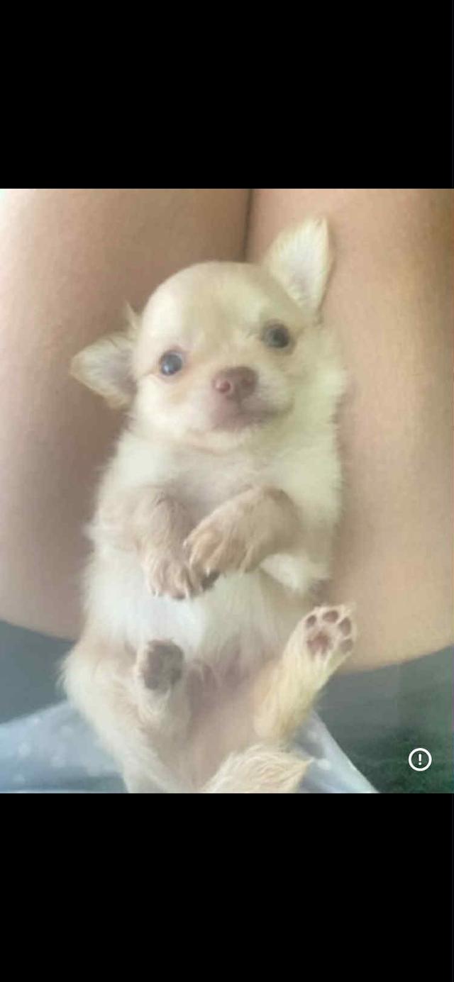 ชิวาวาราคาถูก2500 อยู่กรุงเทพ 2