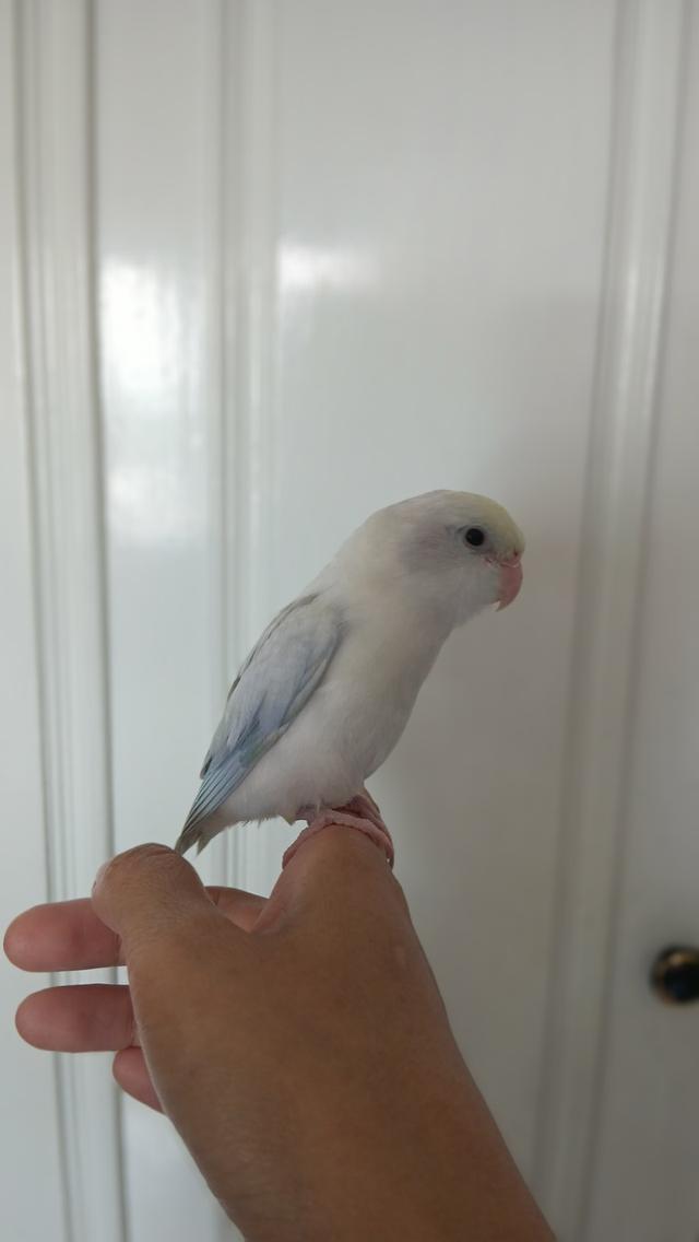 นกฟอพัส (Forpus Parrot)สี: ไดลูทพาสเทล (Dilute Pastel) โทนละมุน สีสวยหวานสะอาดตา เอกลักษณ์ความนวลที่ละมุน รูปที่ 10