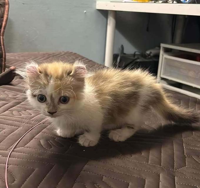 Scottish fold 100%