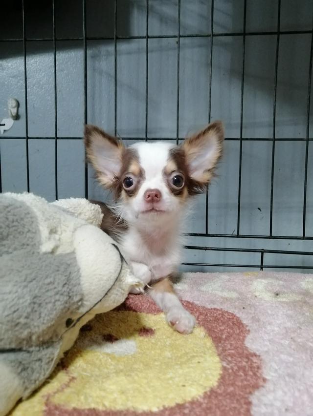 ชิวาว่าเเท้ขนยาว สีช็อค เพศผู้ พร้อมย้าย