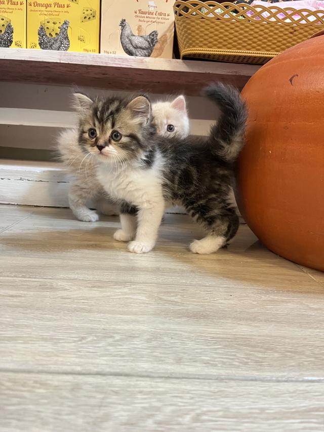 แมวเปอเซียแท้ สีครีม ลายเสือ รูปที่ 3