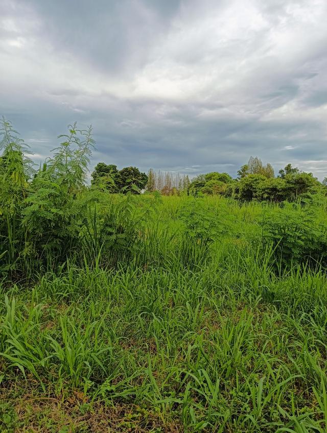 ขายที่ดินหัวหิน 3 ไร่ 14