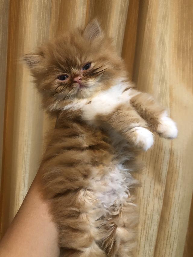 ลูกแมวพันธุ์เปอร์เซีย รูปที่ 3