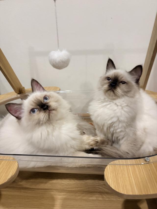 ❌🏠ได้บ้านแล้ว เปอร์เซียหิมาลายันแท้