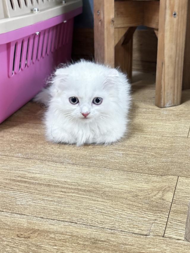 แมวมัชกิ้น ขาสั้น หูพับ รูปที่ 3