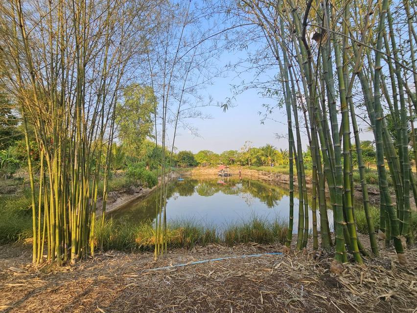 อาคารพาณิชย์พร้อมกิจการ และสวนธรรมชาติในเนื้อที่ 3 ไร่ 3 งาน จ.สกลนคร 9