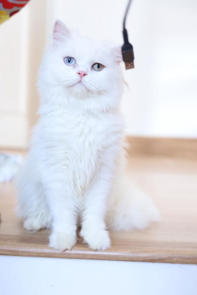 ขายแมวเปอร์เซียตาสองสีน่ารัก รูปที่ 5