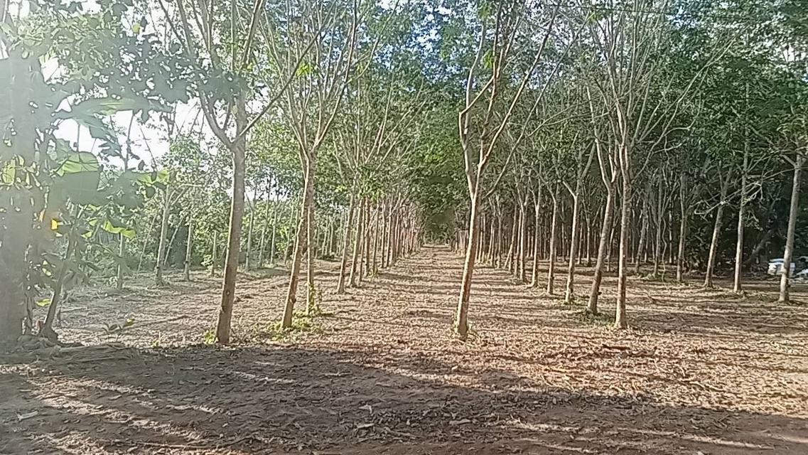 บ้านพร้อมที่ดินและสวนยาง 12