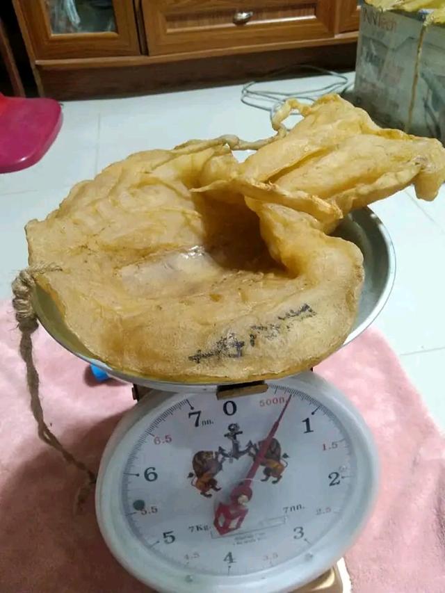 กระเพาะปลาเก่าไม่ทราบสายพันธุ์