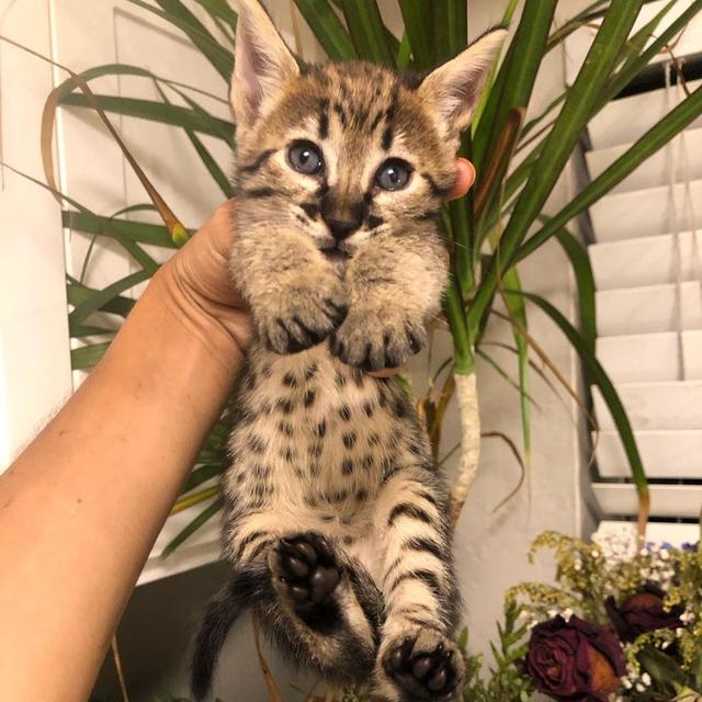 F7 savannah kittens  WhatsApp me : +971 58 208 8241 รูปที่ 3