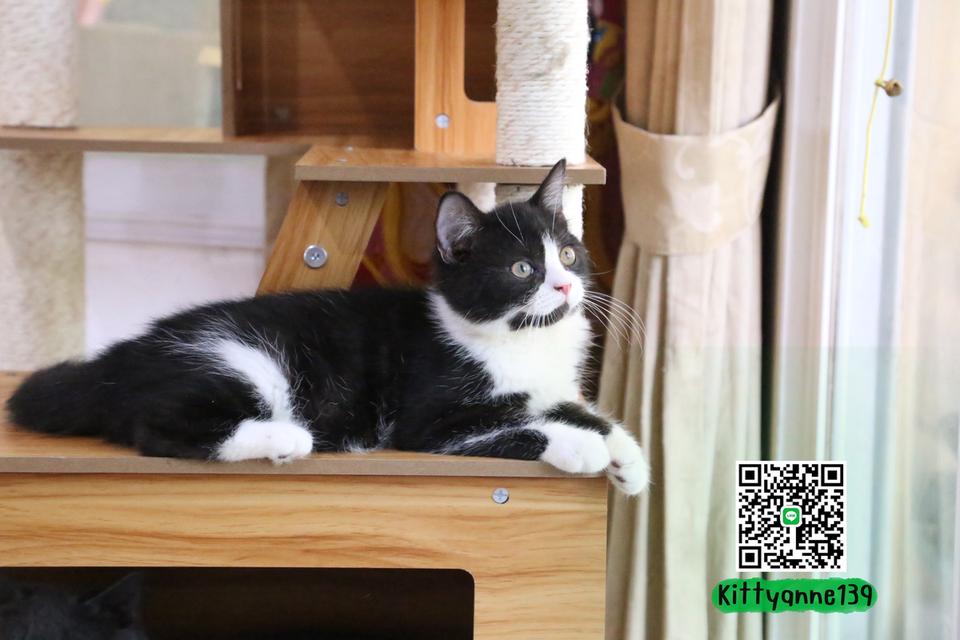 ลูกแมวบริติชหิมาลายันพร้อมย้ายบ้าน รูปที่ 8