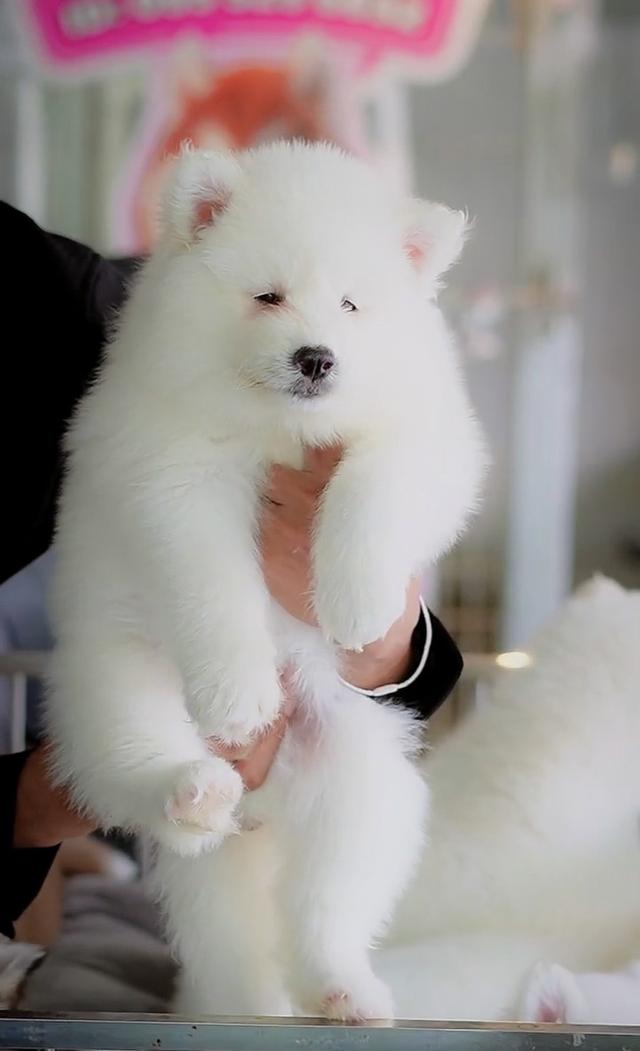 ไซบีเรียนขาว Pure white husky 4
