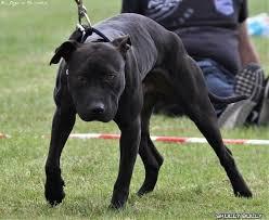 สุนัขพิทบูลสีดำ