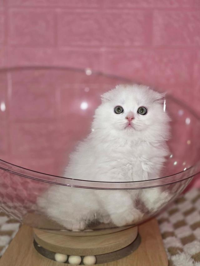 ส ก็ อ ต ติ ช โฟ ล ด์ รูปที่ 5