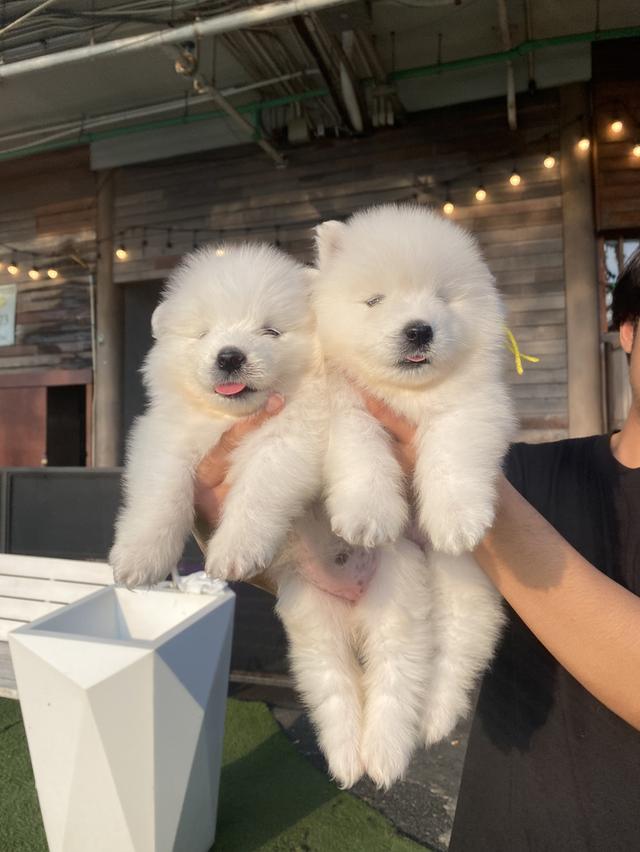 ลูกสุนัขพันธุ์ซามอยด์