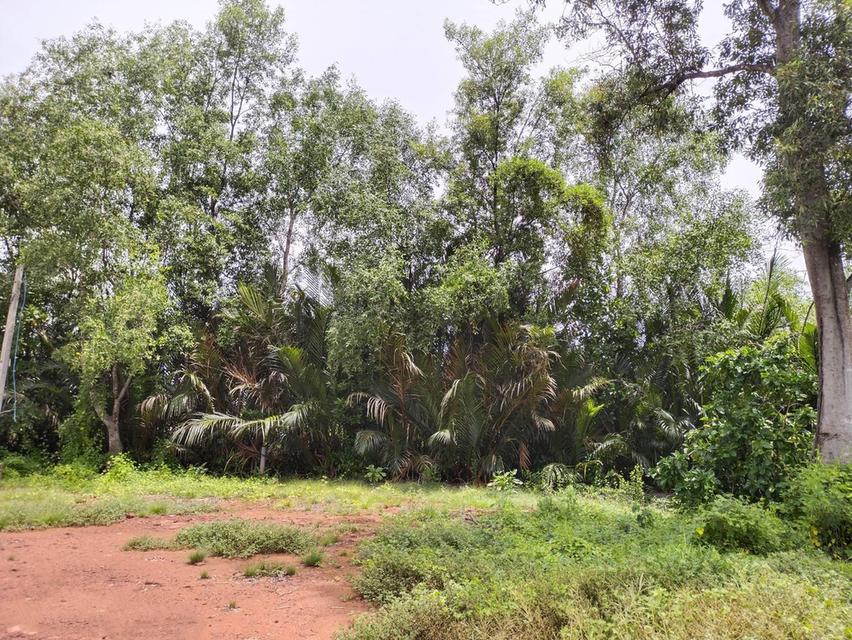 ขายหรือให้เช่า ระยะยาว ที่ดิน 6 ไร่เศษ ติดคลองสุนัขหอน ติดถนนทางหลวง สส.5007 (ลาดใหญ่-สมุทรสงคราม) ต.ลาดใหญ่ อ.เมือง จ.สมุทรสงคราม 3