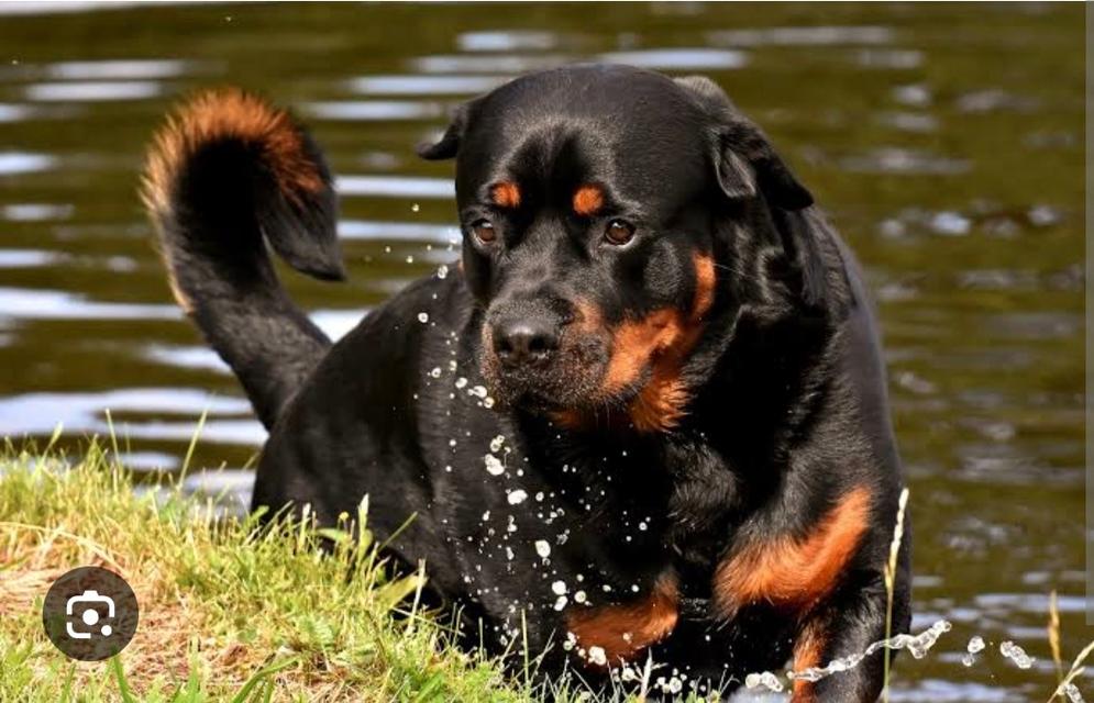 ร็อตไวเลอร์ (Rottweiler) 3