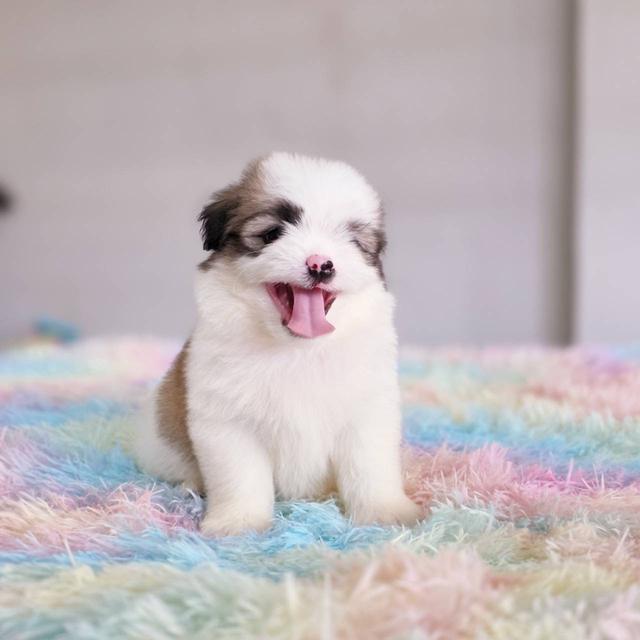 ชิสุผสมปอม เพศผู้ พิกัดรามอินทรา 6