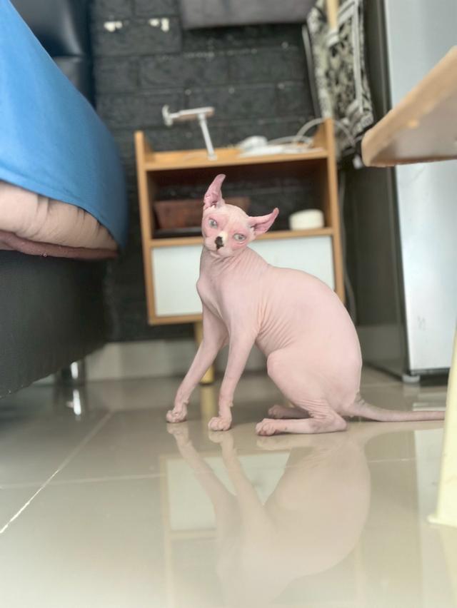 แมว สฟิงซ์ เพศเมีย Sphynx cat รูปที่ 5