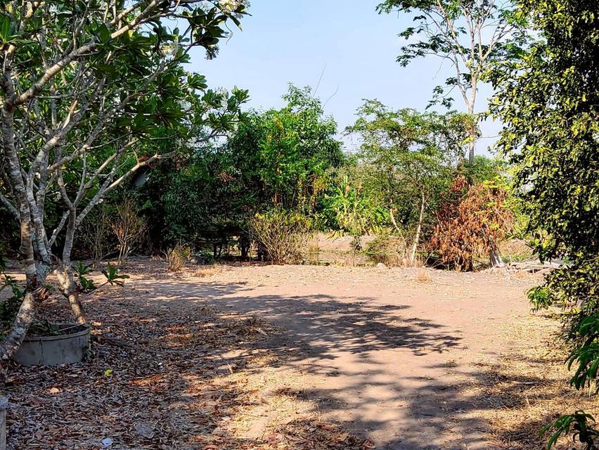 ขายด่วนที่ดิน 9-1-41 ไร่ ติดถนนสาธารณะ คลอง 11 ตอ. ซอย สมนึก อ.หนองเสือ จ.ปทุมธานี 3