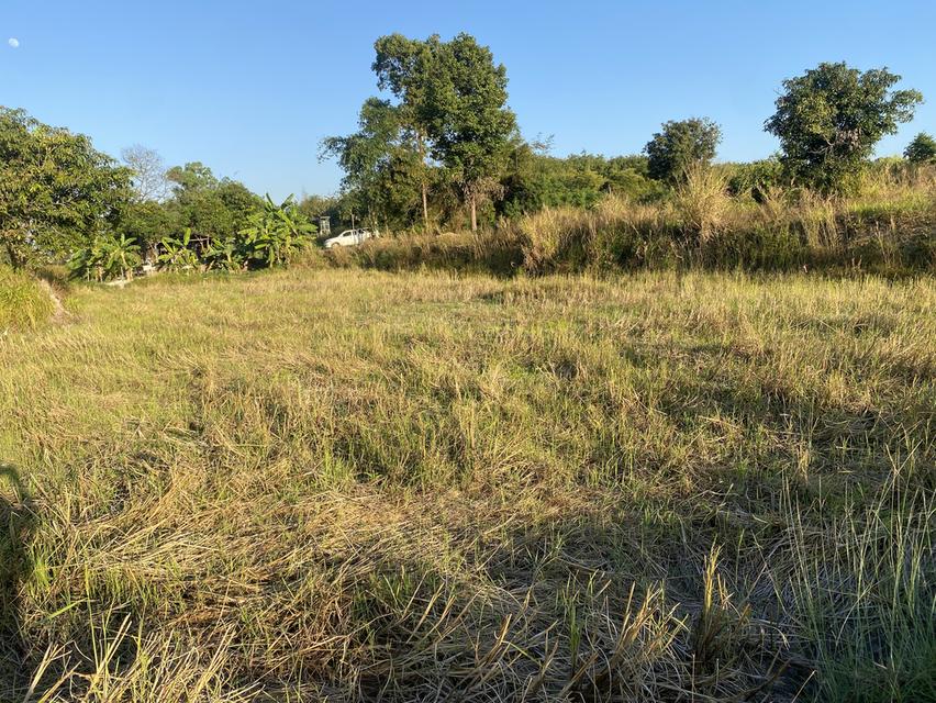 ที่ดิน11ไร่อยู่ถนน4เลนตัดใหม่กาฬสินธุ์-มุกดาหาร 16