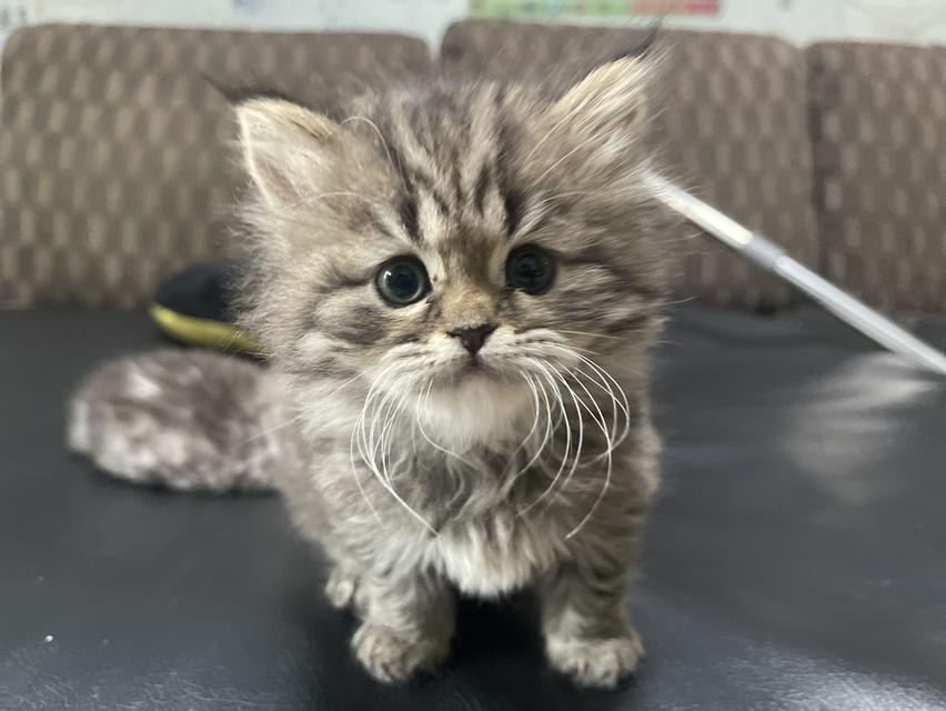 แมวเสือ(หญิง)เกิด 19/9/68 7