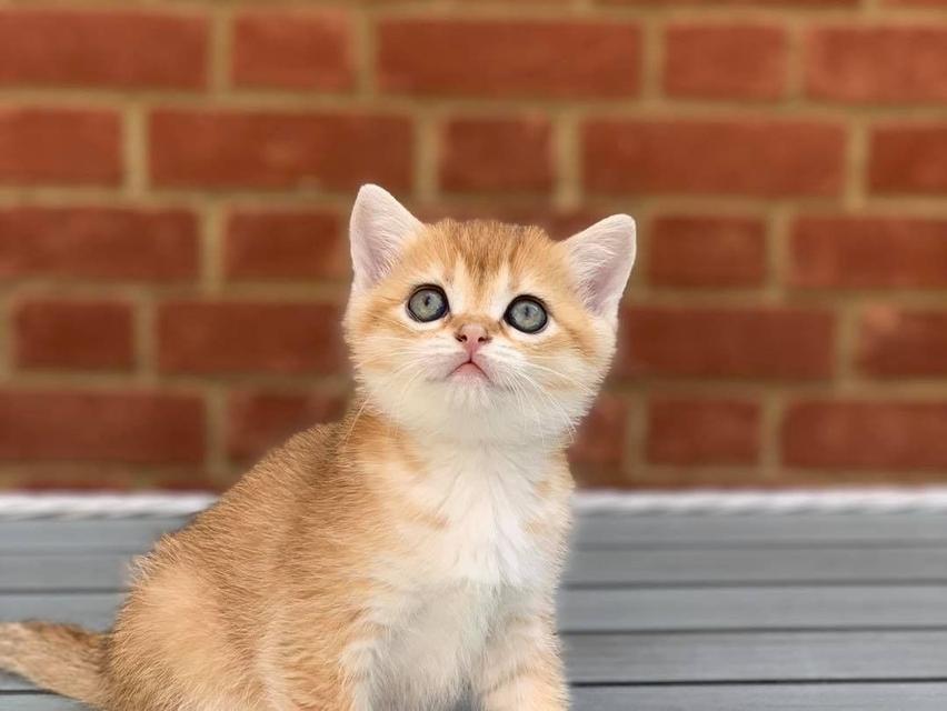 Scottish Fold Kittens WhatsApp me : +66 63 826 3042 รูปย่อยที่ 3