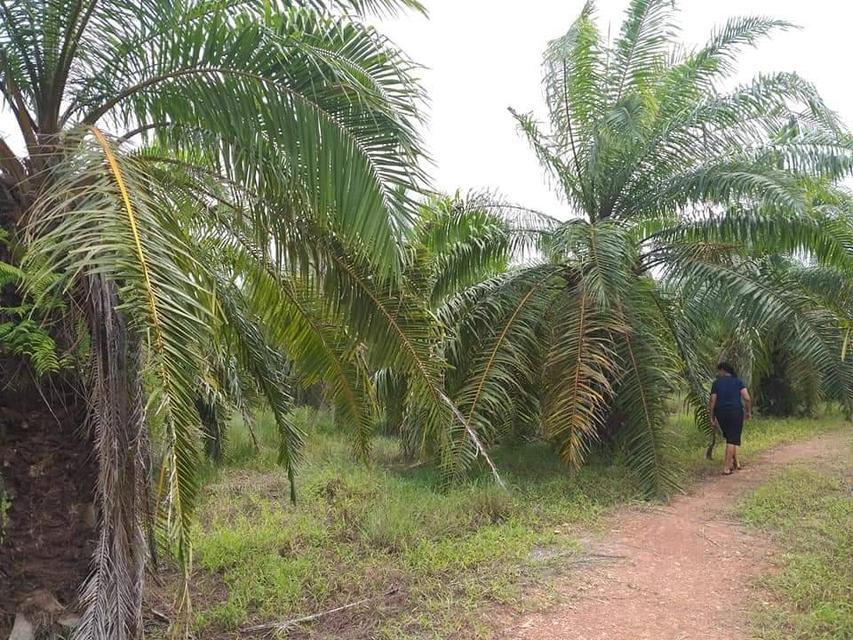 ที่ดิน สวนปาล์มน้ำมัน อ.หลังสวน จ.ชุมพร 10