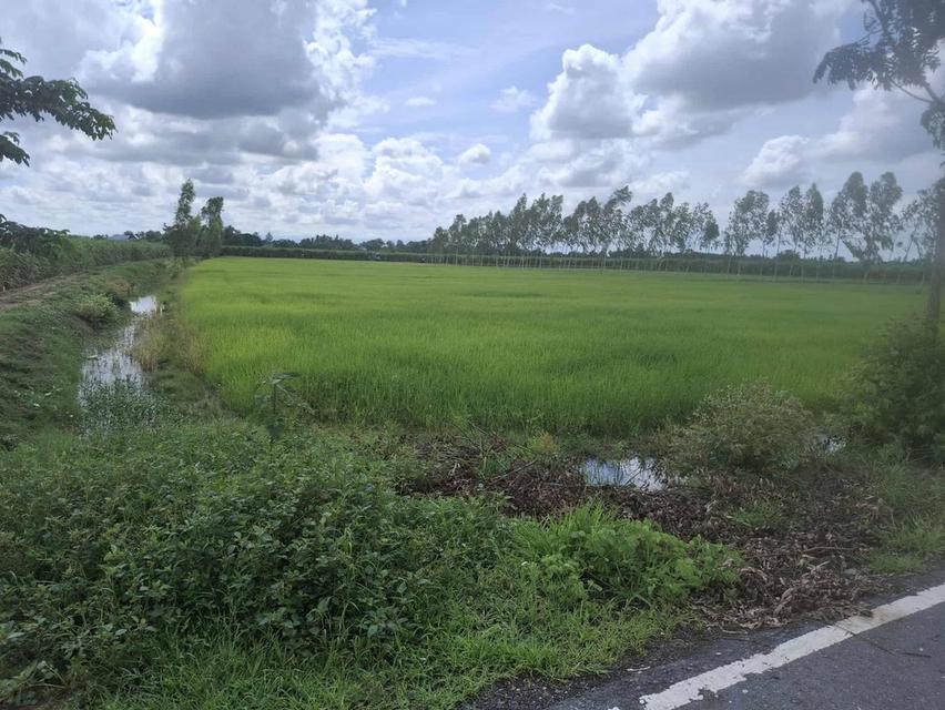 ที่ดินสุพรรณบุรี เดิมบางนางบวช ติดถนนลาดยาง 3