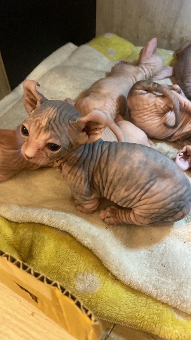 ลูกเเมวพันธ์สฟิงซ์ผู้หญิง รูปที่ 3