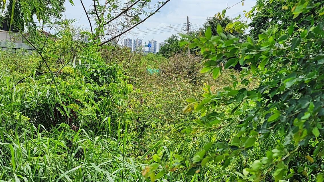 ขายที่ถมแล้ว  93.6  ตรว. ใกล้สถานีรถไฟฟ้าสายสีชมพู เมืองทองธานี ต.บ้านใหม่  อ.ปากเกร็ด(ตลาดขวัญ)  จ.นนทบุรี 4