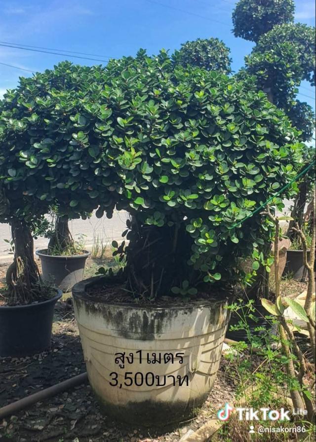 ไทรต่อยอดช้อนเงินช้อนทอง