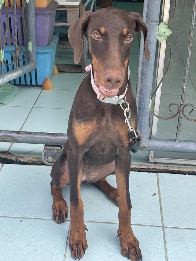 น้องหมาโดเบอร์แมน Doberman รูปที่ 6