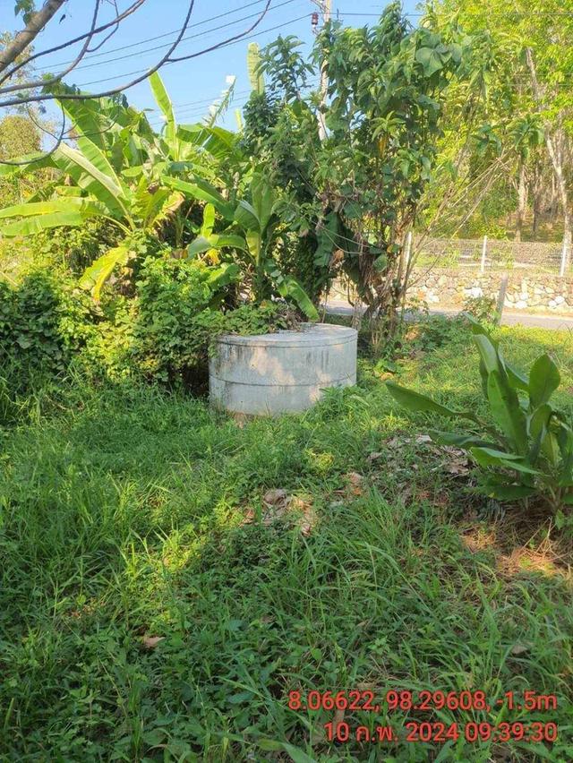 Land for sale near Naithon beach Phuket 3