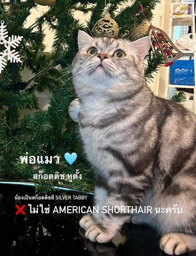 ลูกแมวสก็อตติช เพศหญิง 14