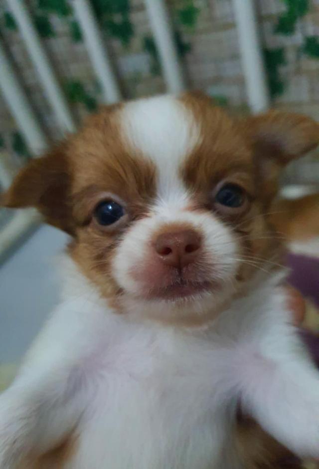 ลูกสุนัขชิวาวา
