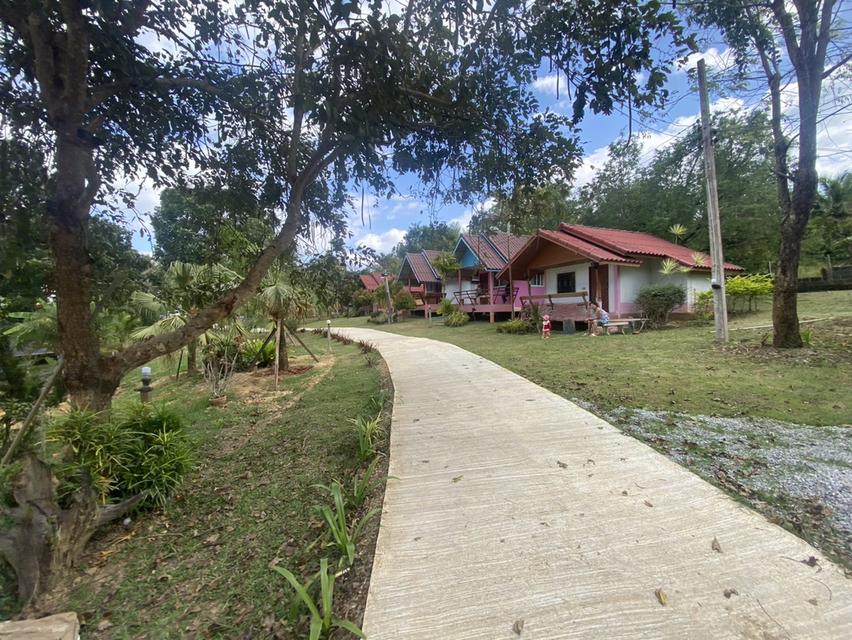 ไร่ชมจันทร์ วังน้ำเขียว 14ไร่ 12