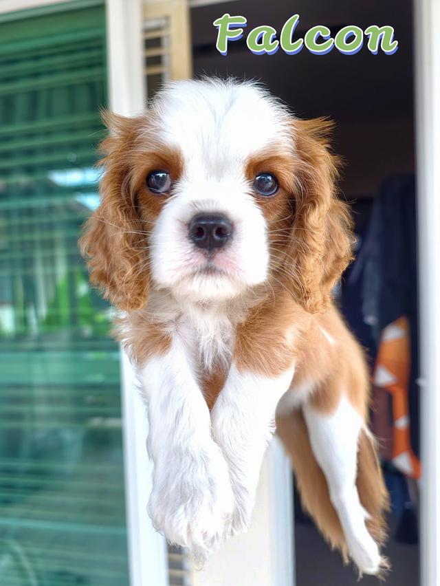 ลูกสุนัข คาวาเลียร์ คิง ชาลส์ สแปเนียล (Cavalier King Charles Spaniel) พ่อ-แม่เกรดนำเข้าใบเพ็ดดีกรีเต็มใบ มีสมุดวัคซีนทุกตัว รูปที่ 2
