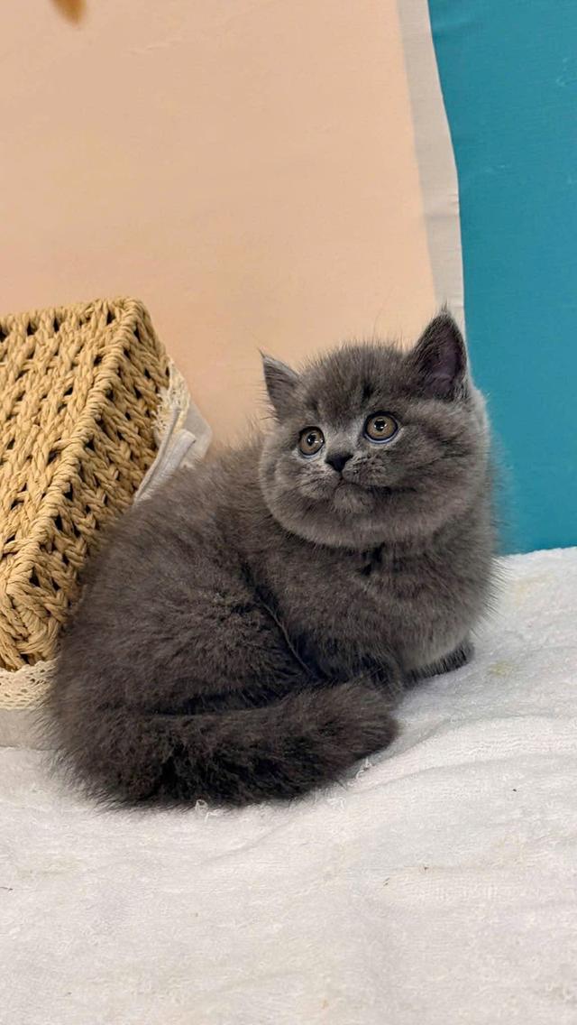 แมวมันช์กิ้น บริติช แร็กดอลรวมในนี้ทักได้เลยค่ะ รูปที่ 9